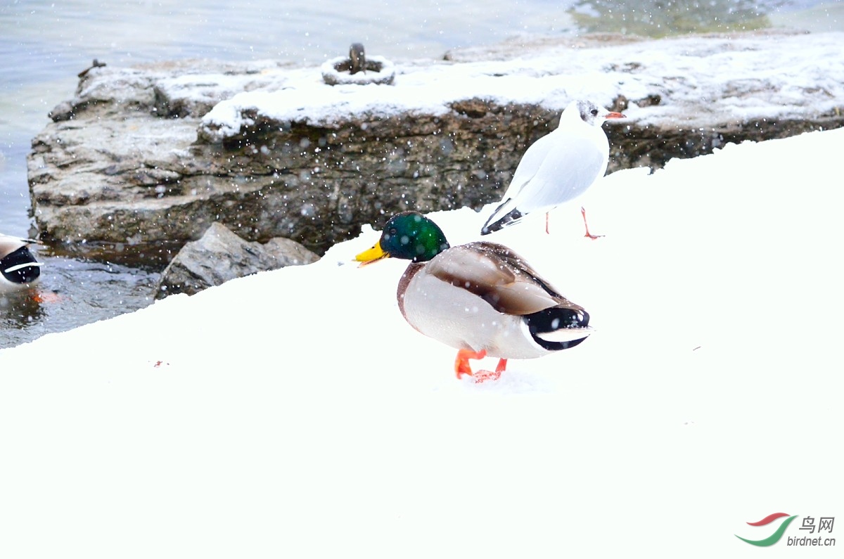 水墨画雪地彩鸭