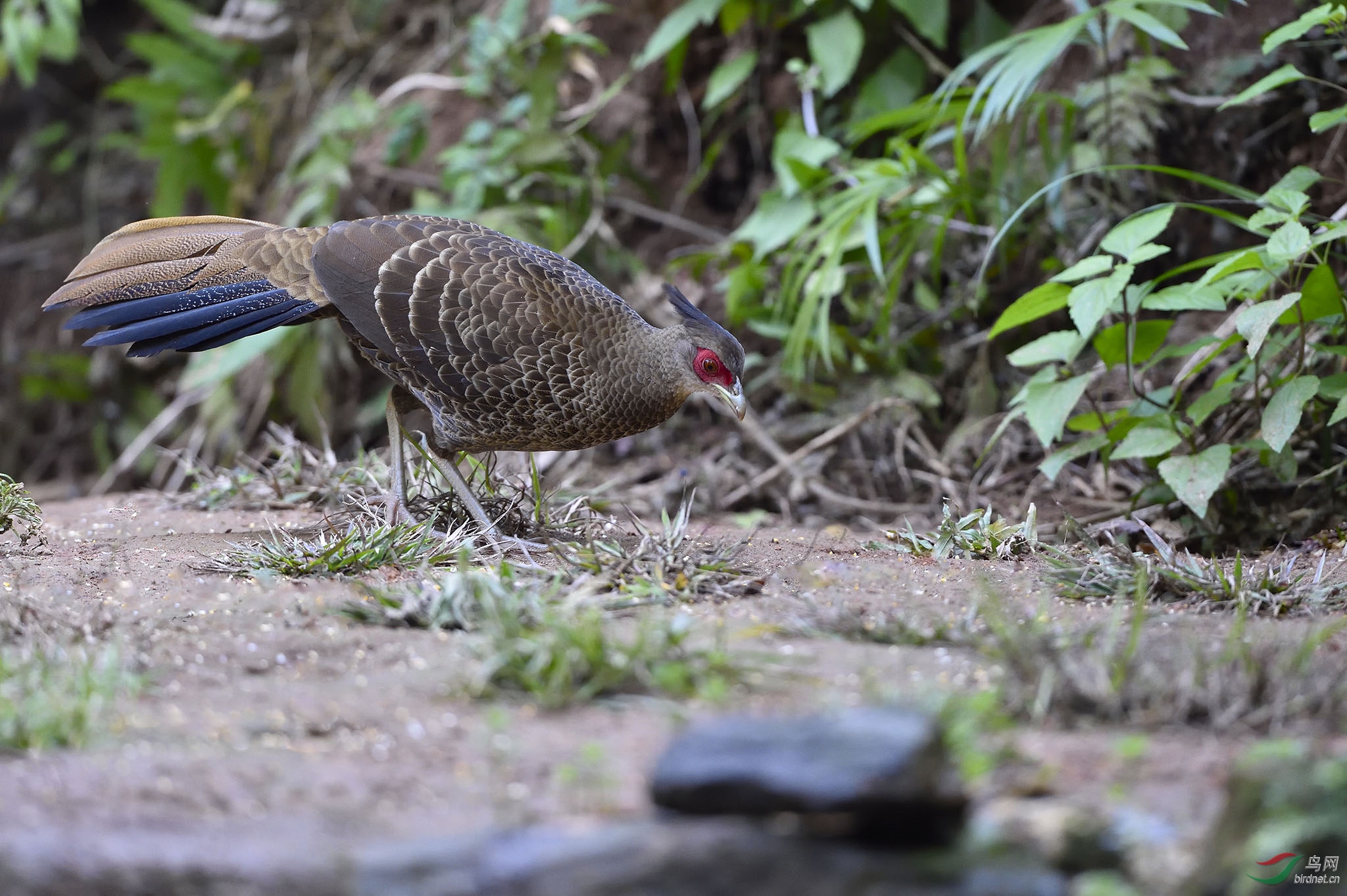盈江明星鸟——黑鹇
