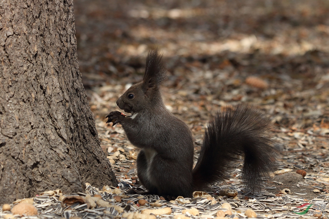 校园里的黑松鼠