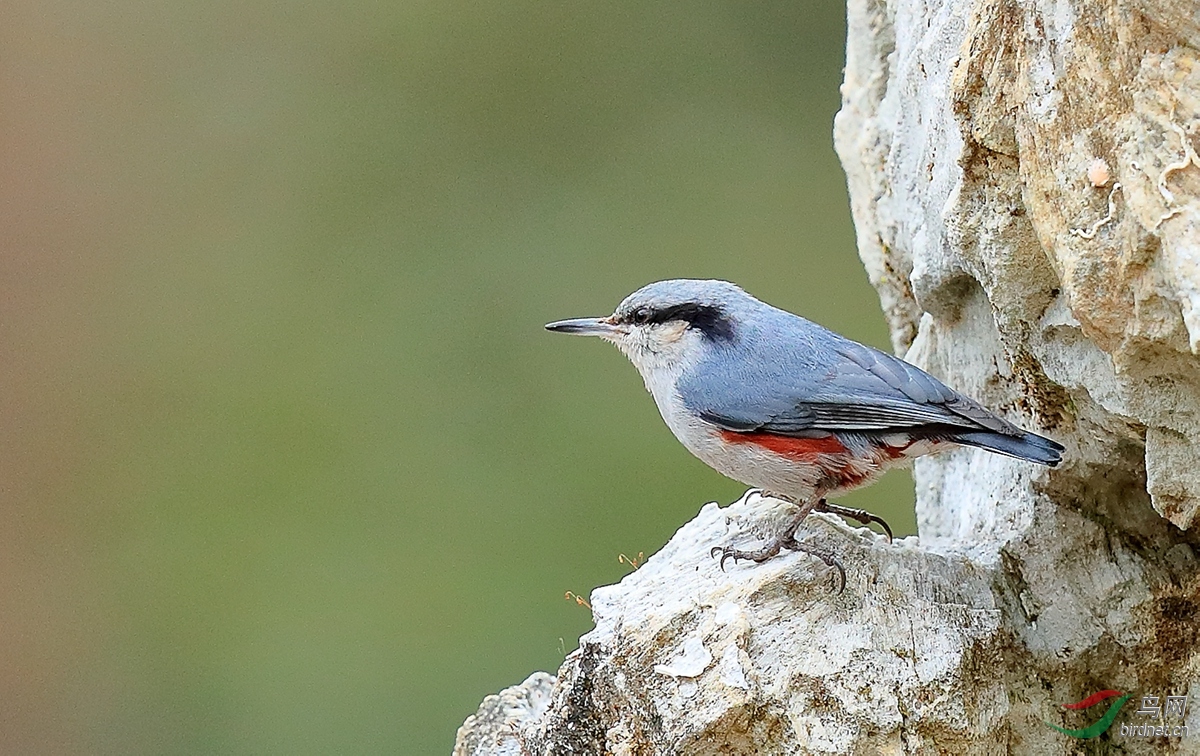 (红交嘴雀)越南拍鸟行