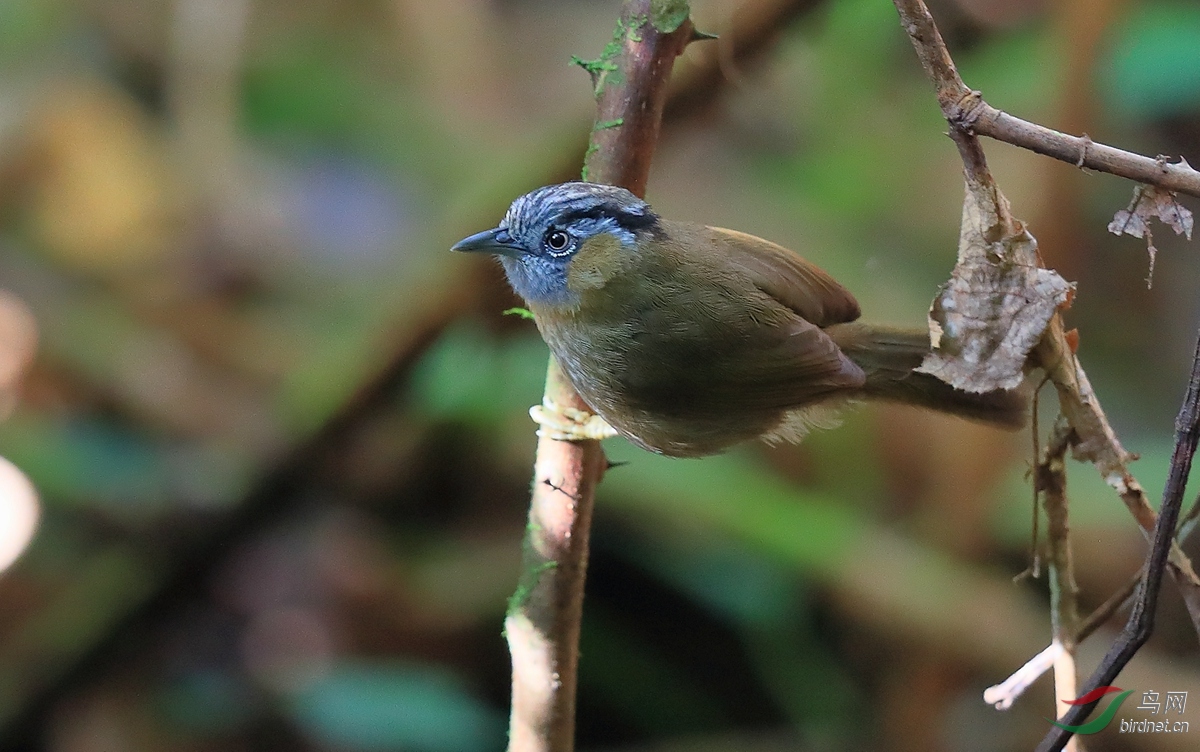 红交嘴雀越南拍鸟行
