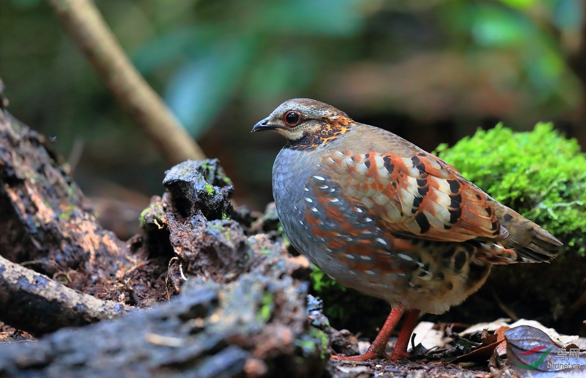 红交嘴雀越南拍鸟行