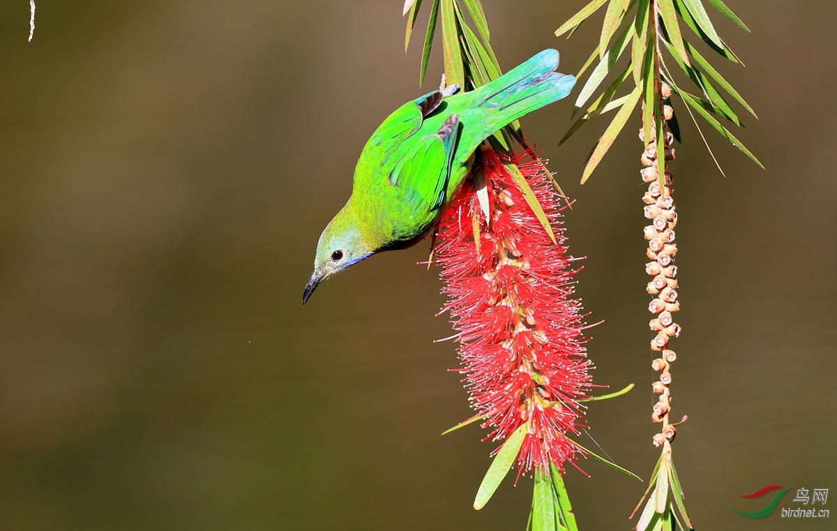 红交嘴雀越南拍鸟行