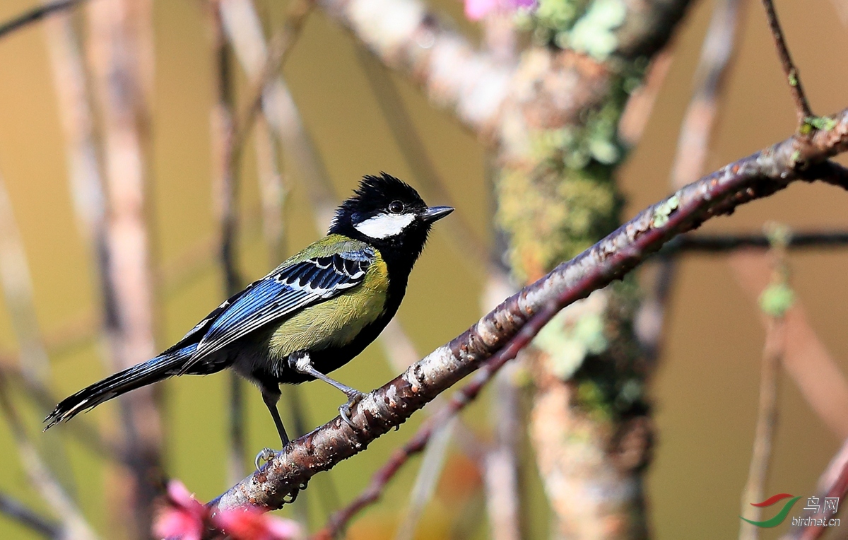 红交嘴雀越南拍鸟行