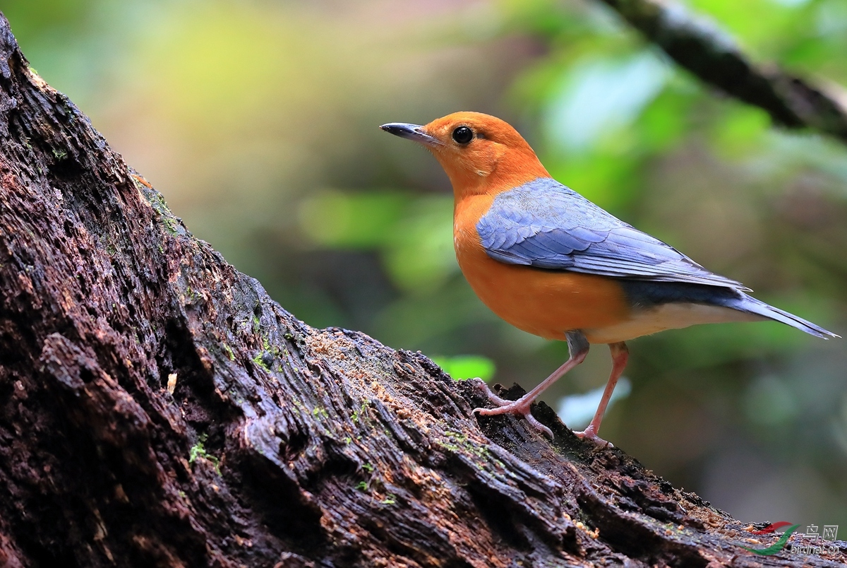 红交嘴雀越南拍鸟行
