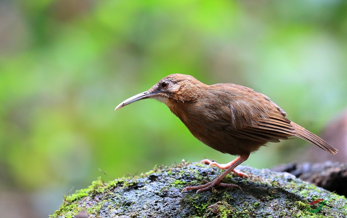 红交嘴雀越南拍鸟行