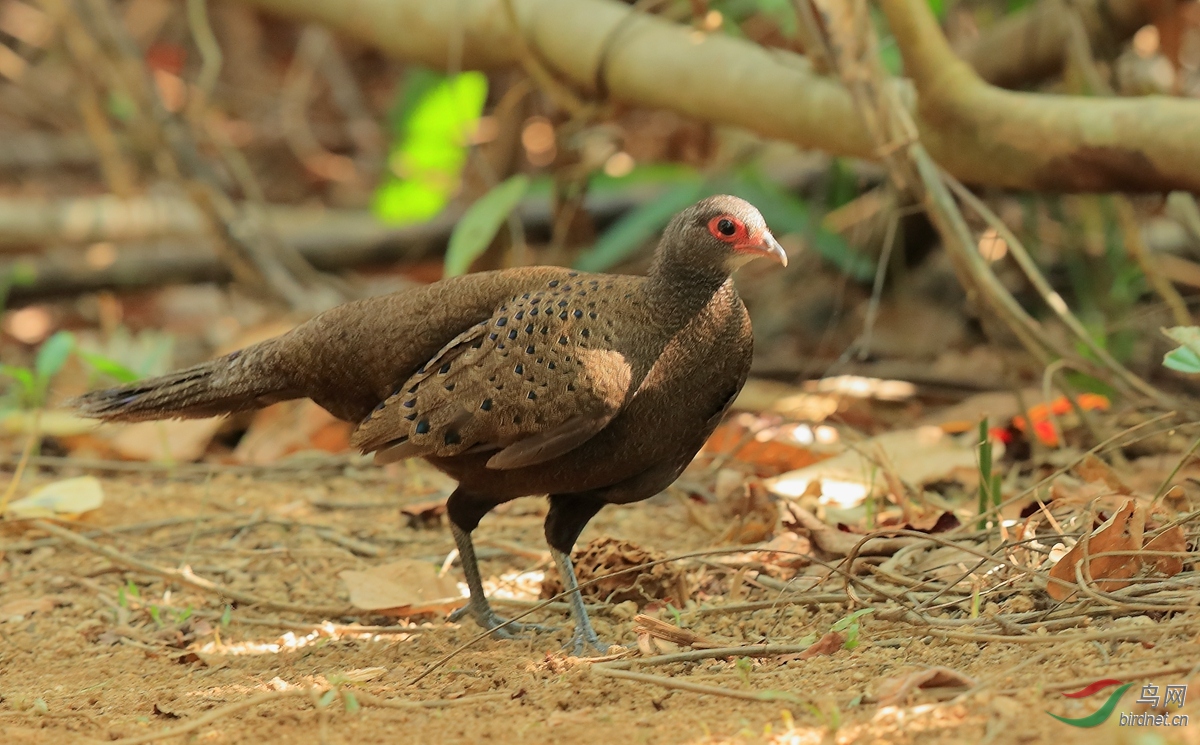 眼斑孔雀雉germains peacock-pheasant.jpg