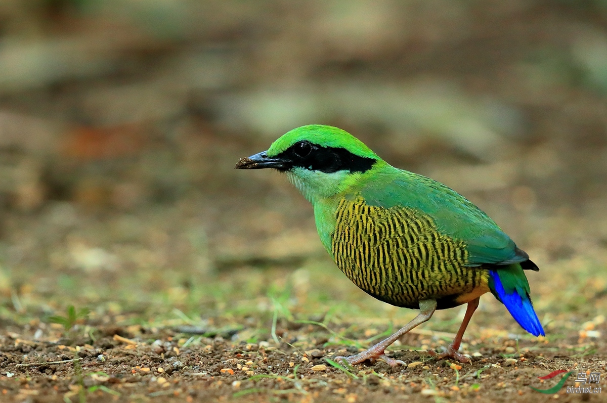 红交嘴雀越南拍鸟行