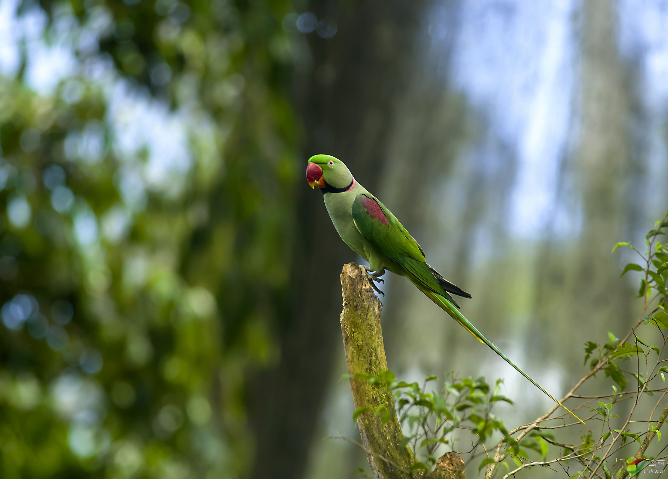 红领绿鹦鹉