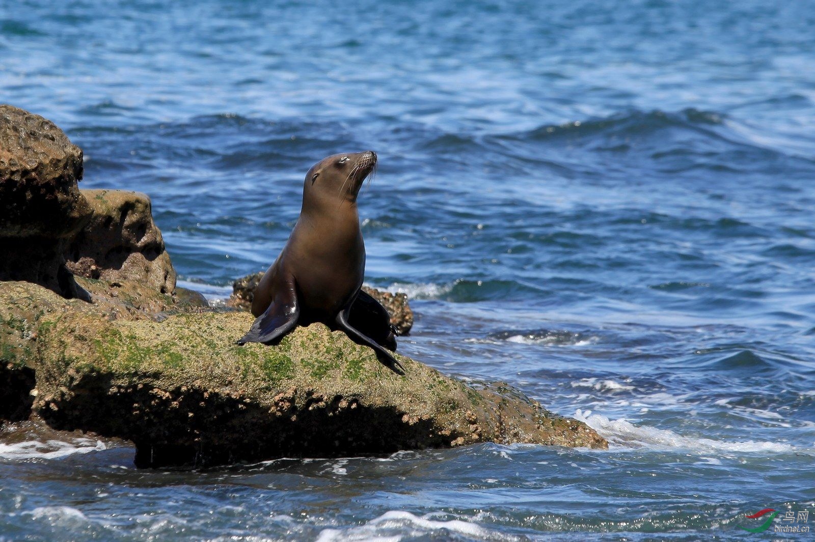 海豹贺图获首页精华