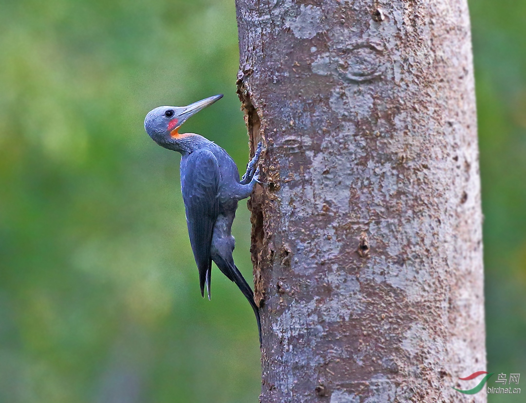 大灰啄木鸟我喜欢你那颚边的一点红祝贺荣获首页精华