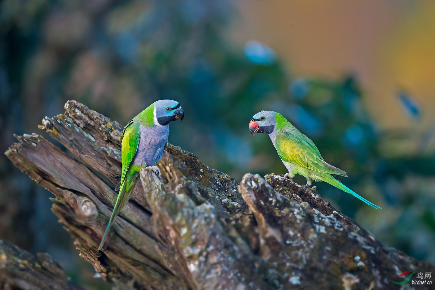 大绯胸鹦鹉——摄于普洱芒坝-恭贺获每日一图