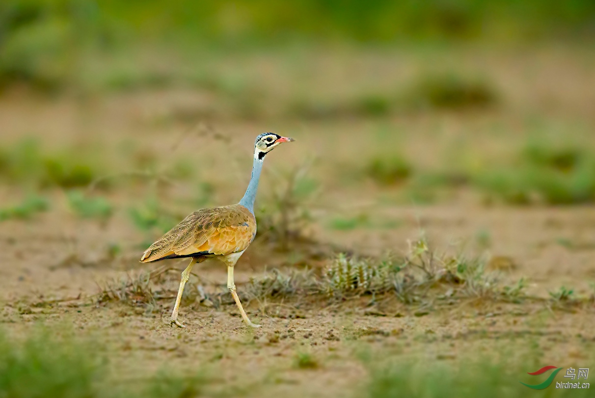 白腹鸨周末愉快