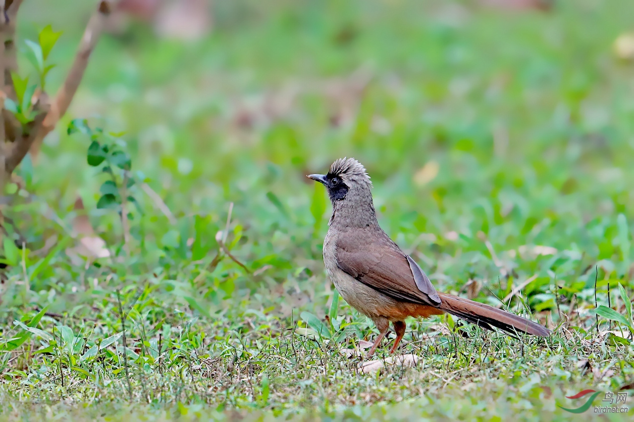 怒发冲冠的黑面噪鹛