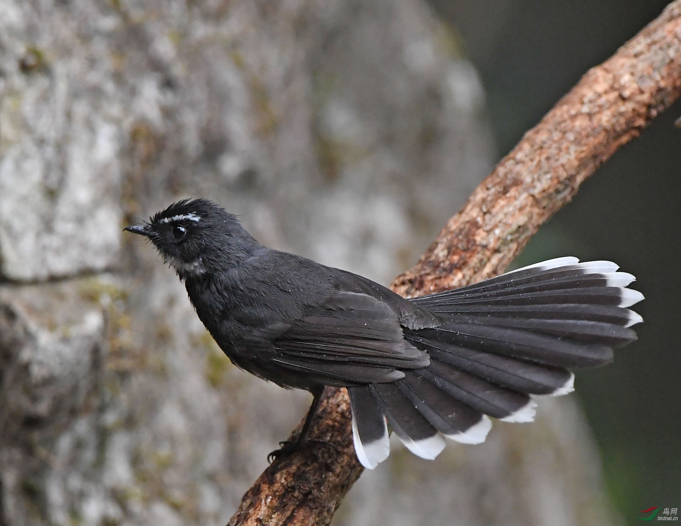 林鸟弄冈精灵白喉扇尾鹟