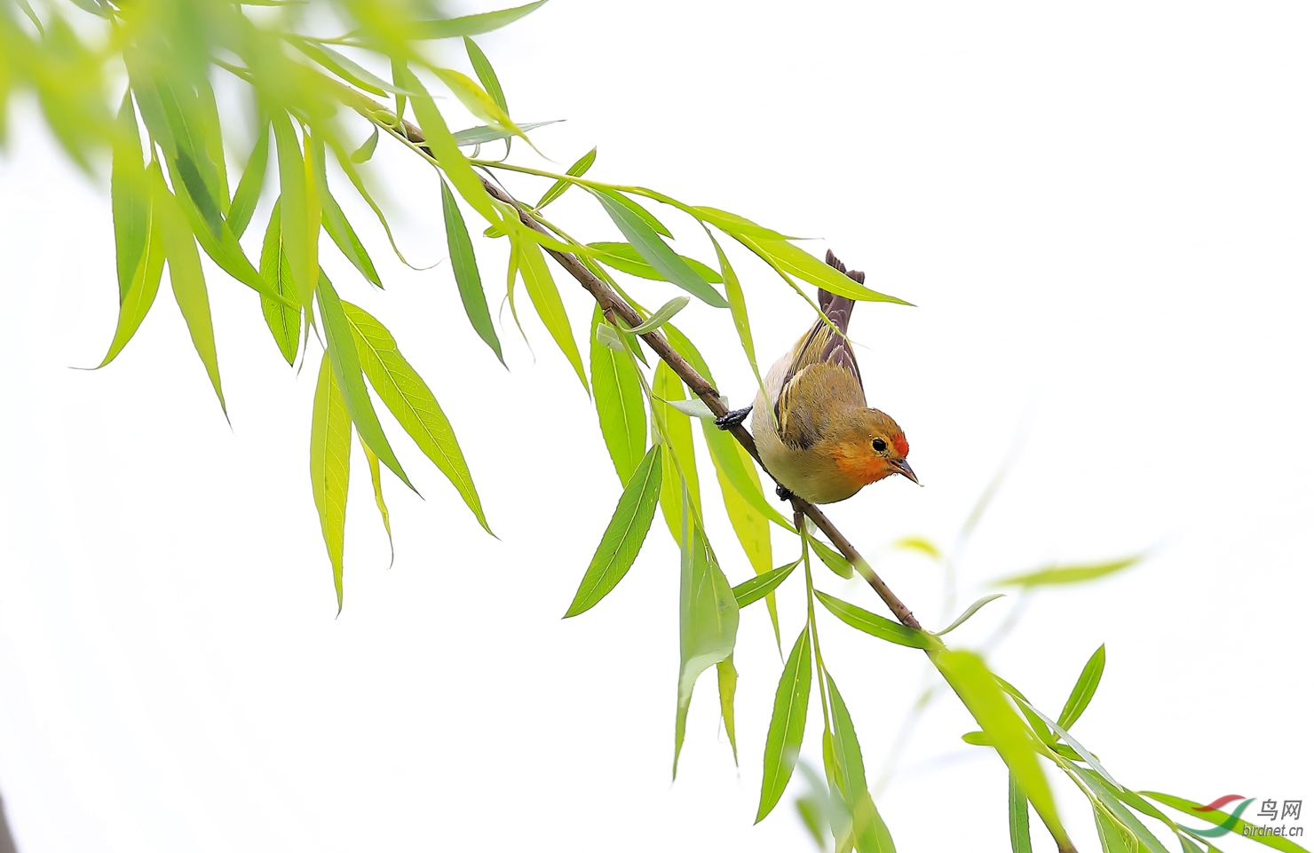 春风柳绿鸟先知火冠雀