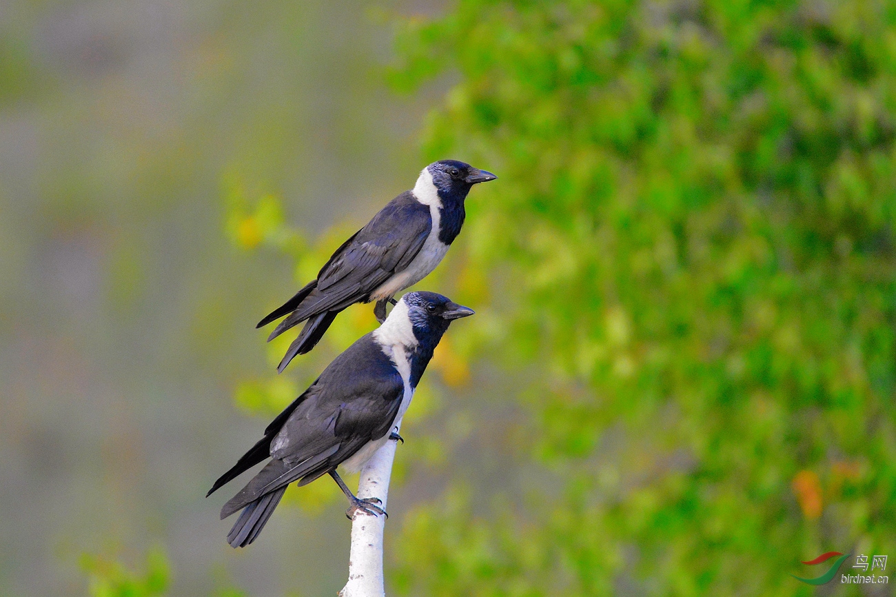 达乌里寒鸦草原寒鸦贺图二获每日精华
