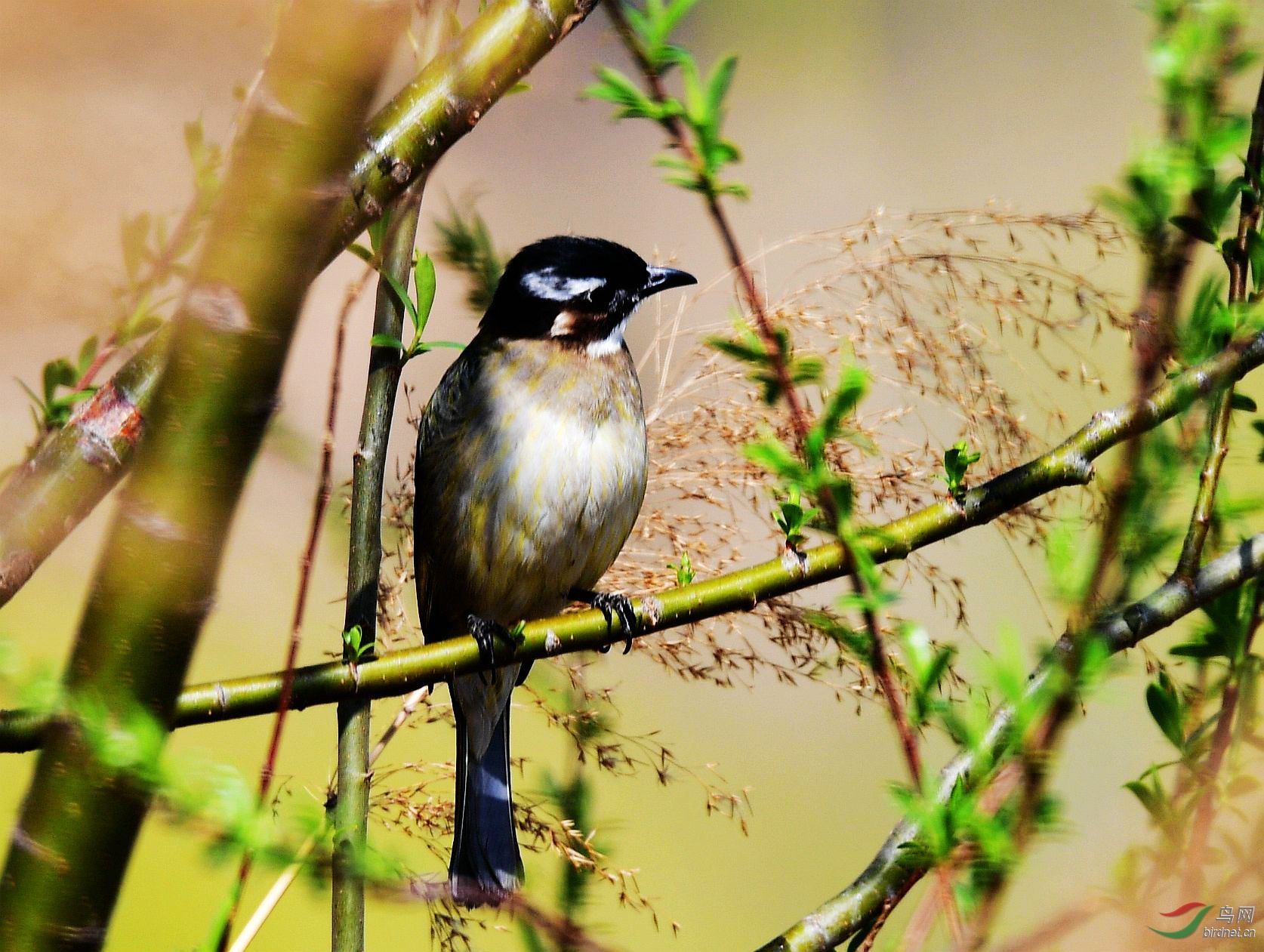杨柳青青鸟精精