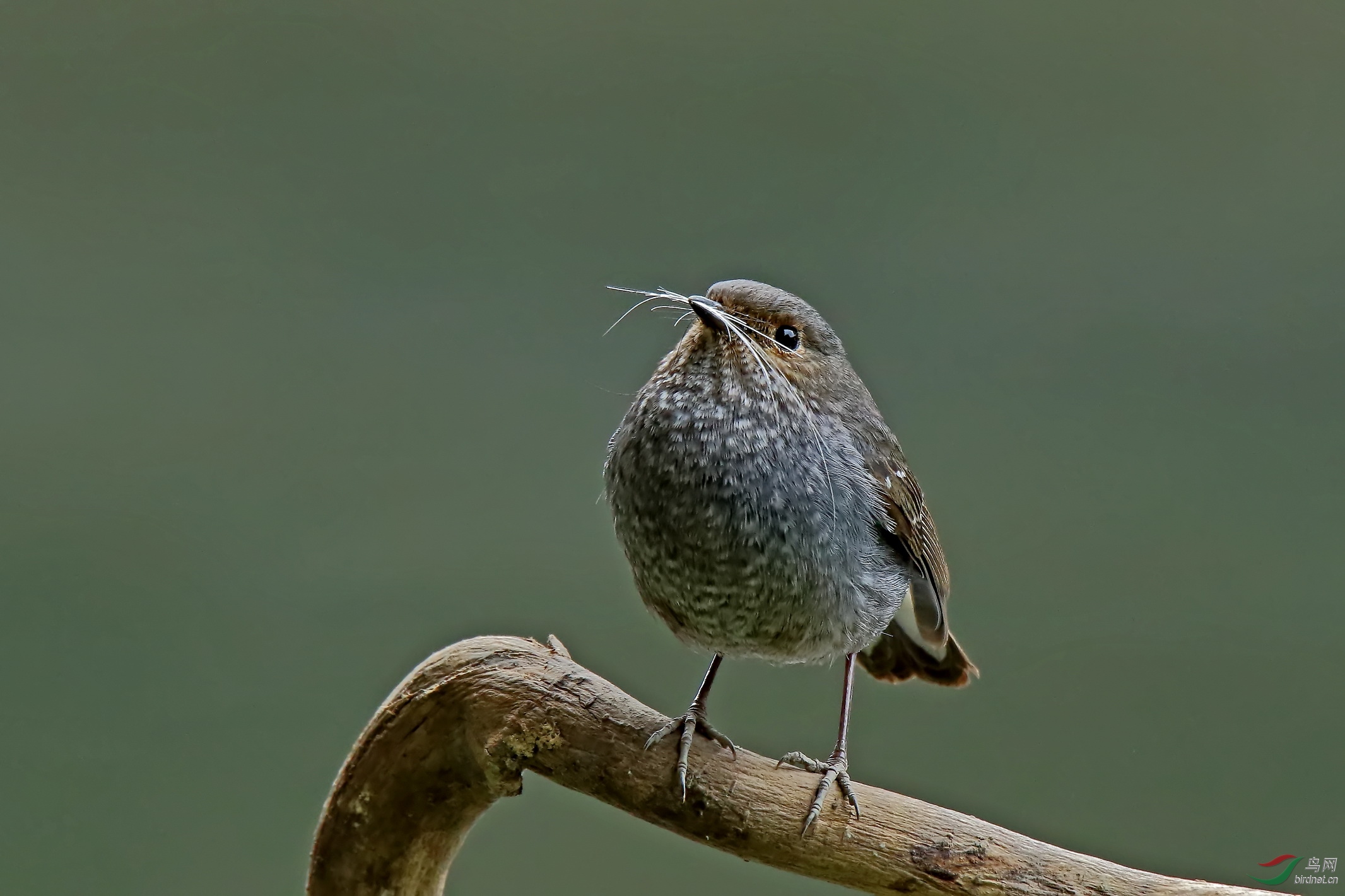 长胡须的雌水鸲