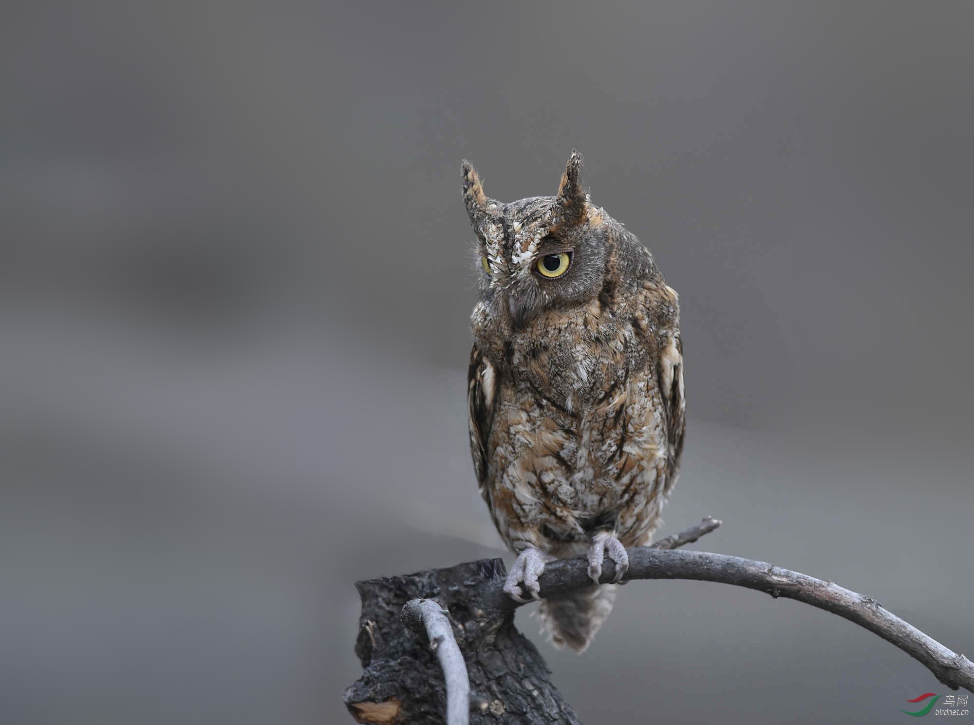 小精怪东方角鸮
