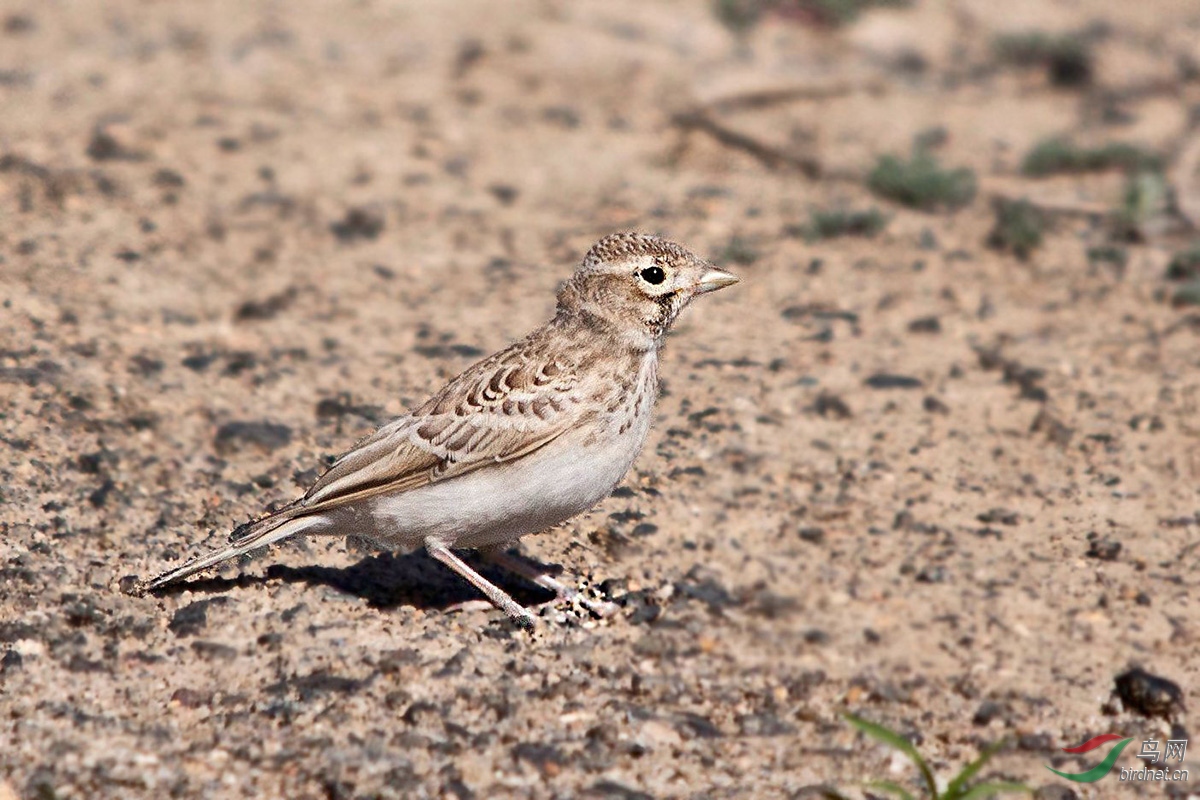 亚洲短趾百灵-幼鸟 (1).jpg