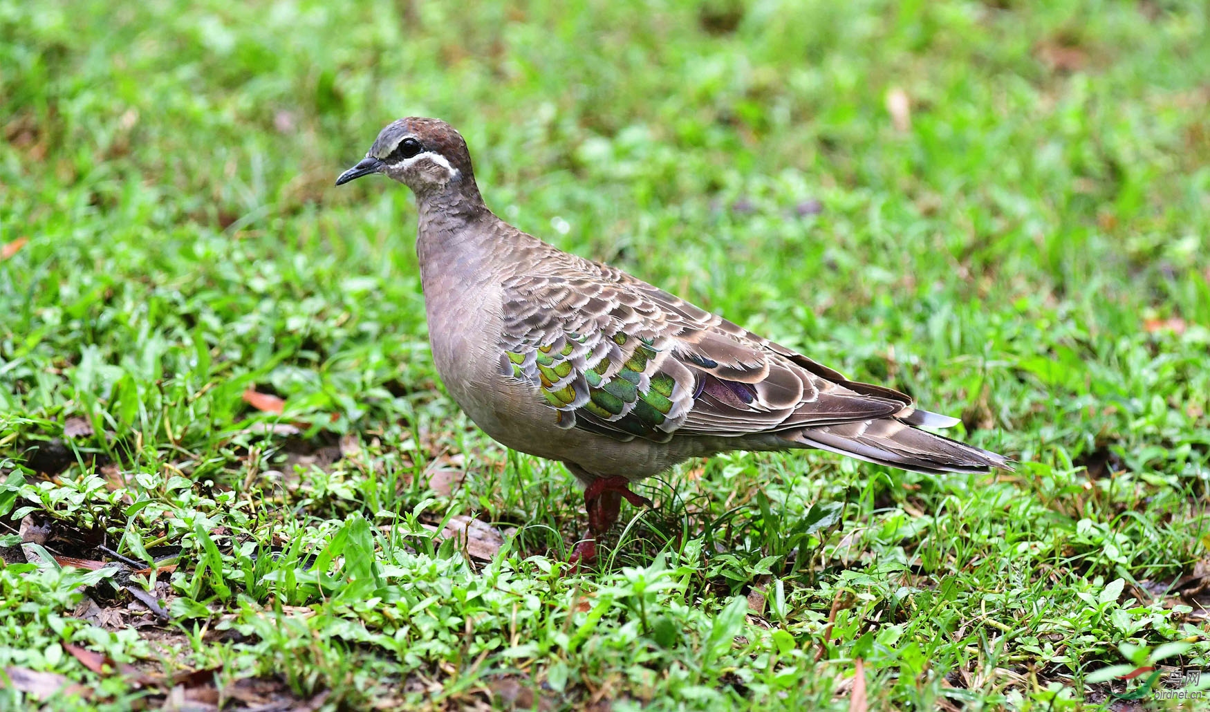 铜翅鸠澳新之旅三