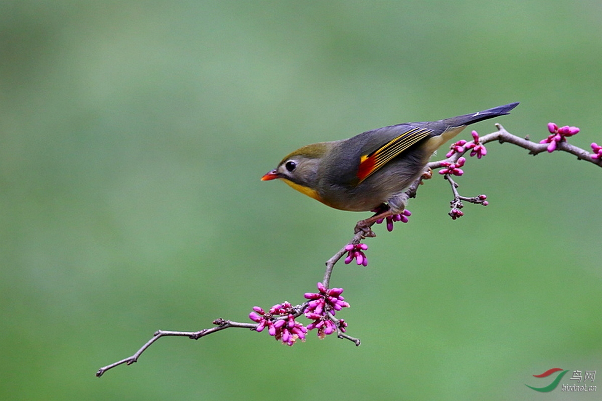 二只红嘴相思鸟