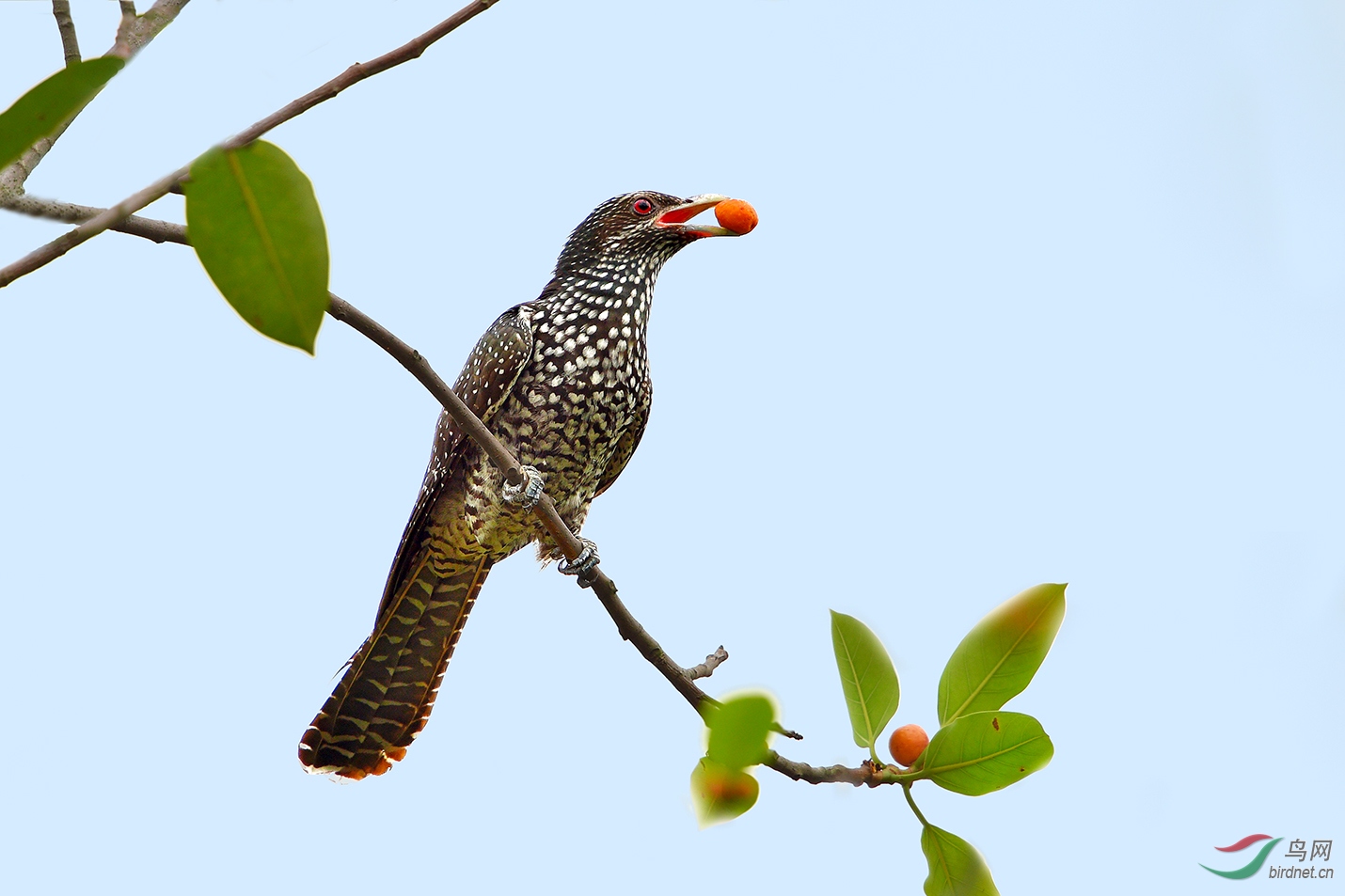 噪鹃噪鹃荣获首页精华