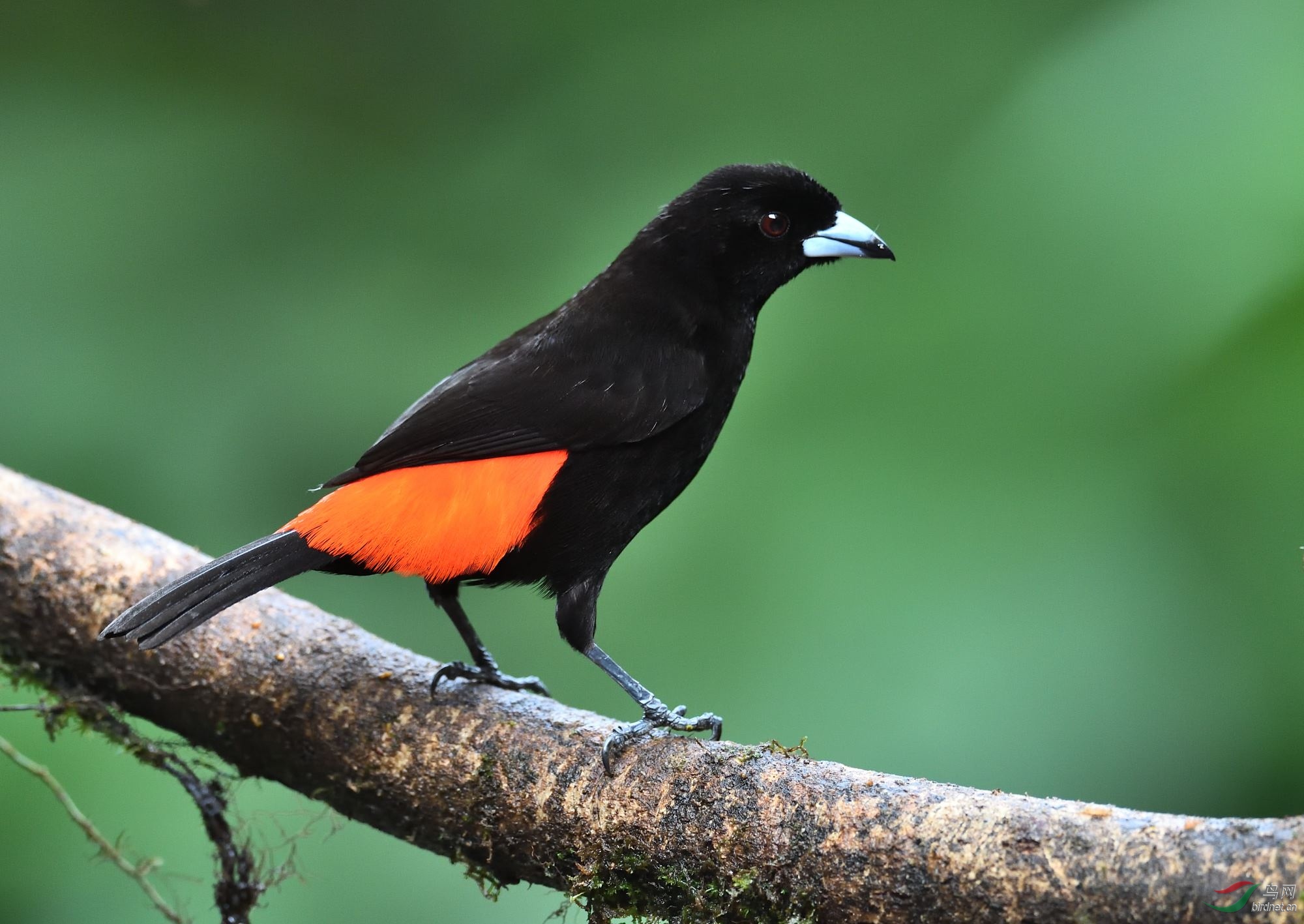 红腰厚嘴唐纳雀