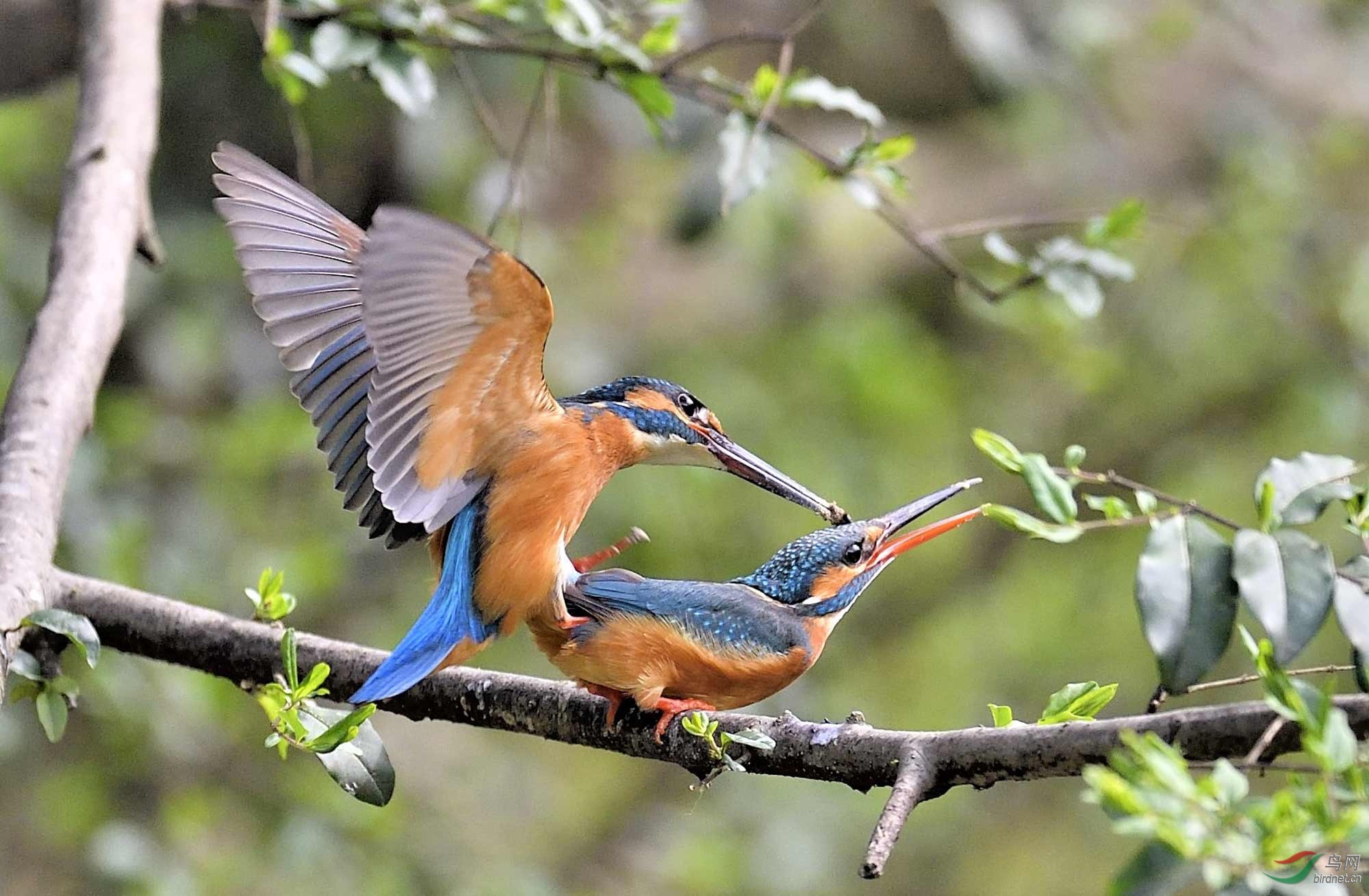 翠鸟交配全过程