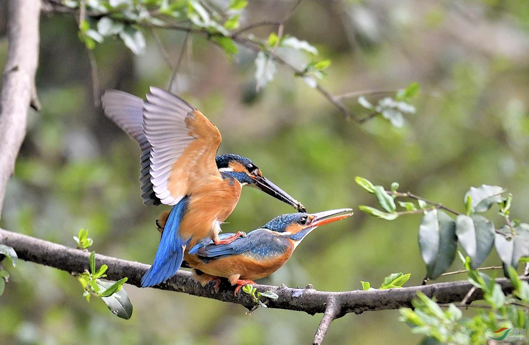 翠鸟交配全过程