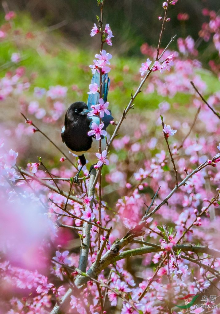 喜鹊也走桃花运