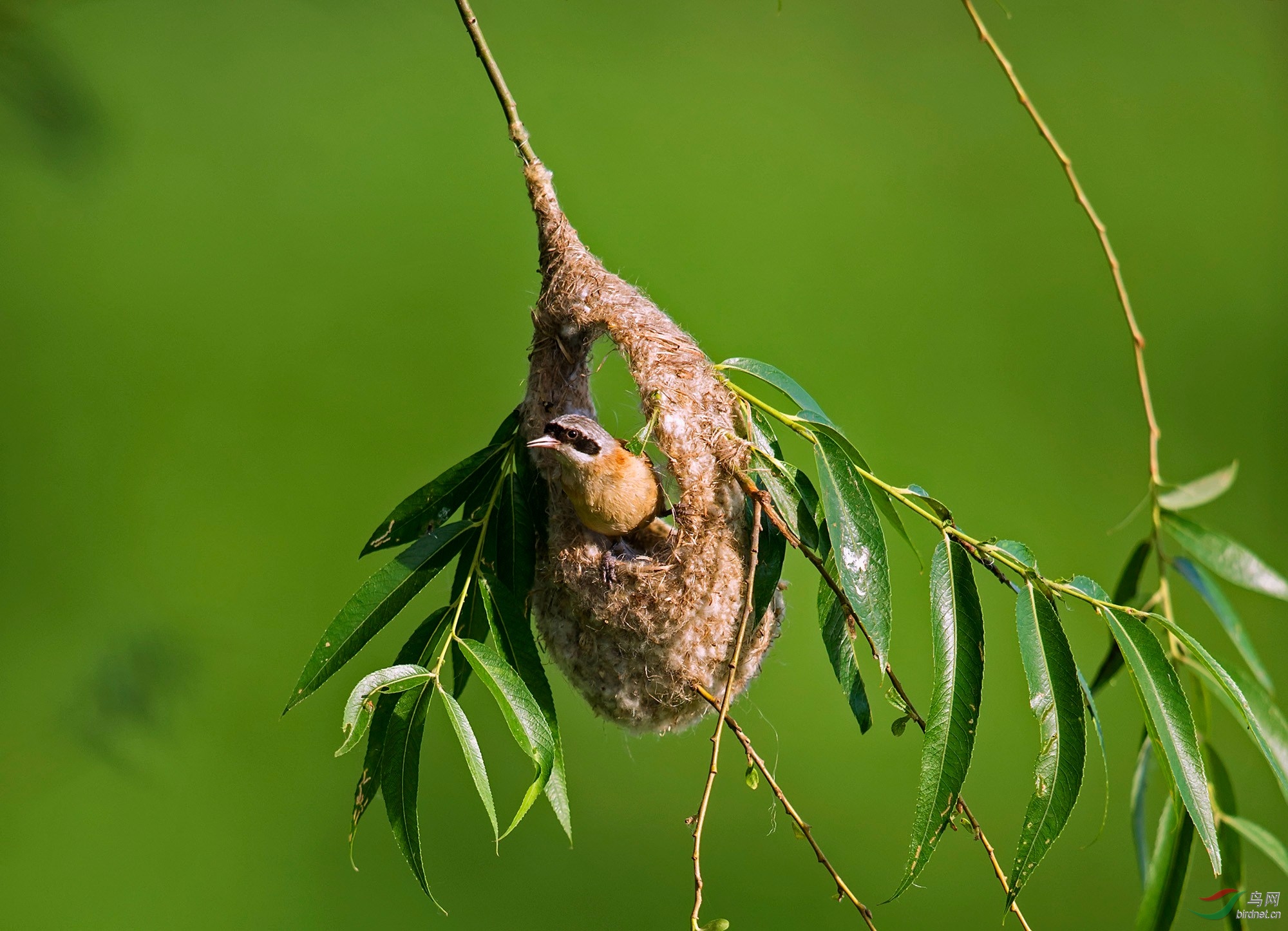 筑巢的中华攀雀