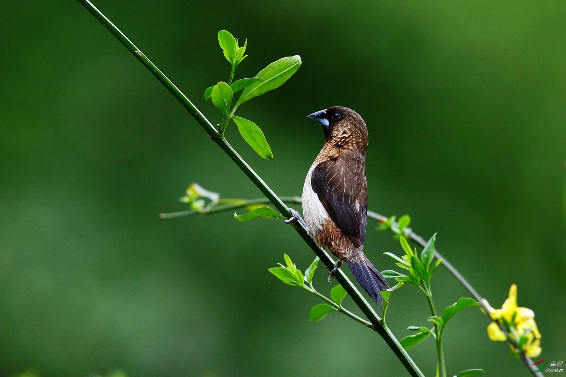枝头上的白腰文鸟