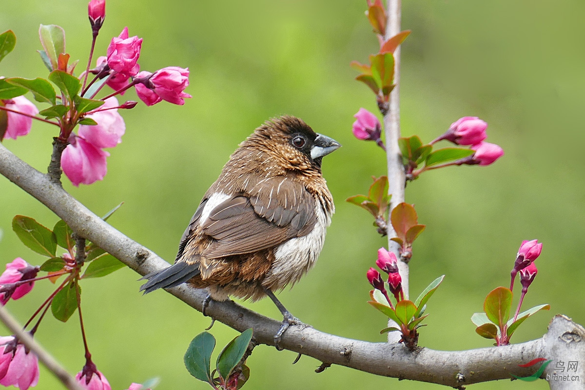 雨花台公园里的白腰文鸟