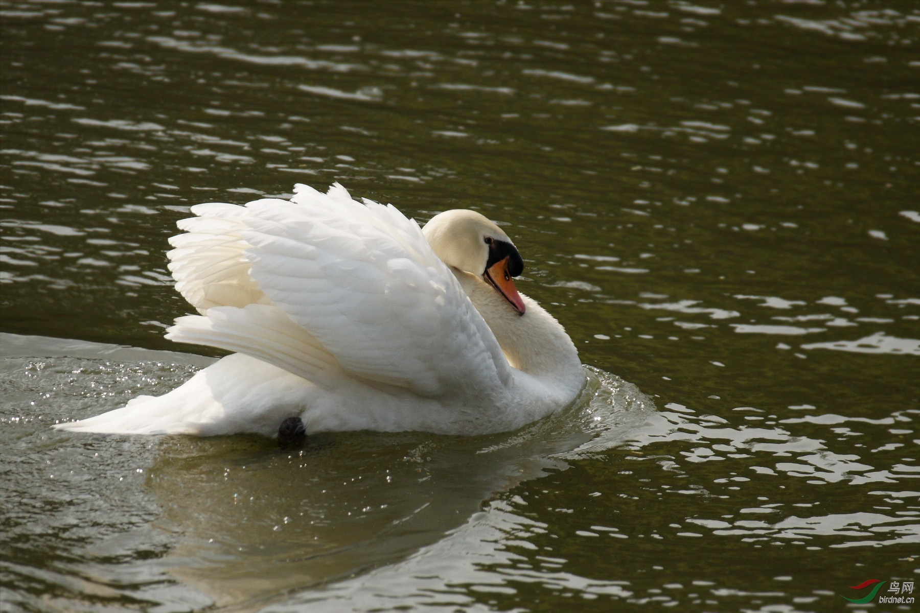 可爱又可萌的天鹅