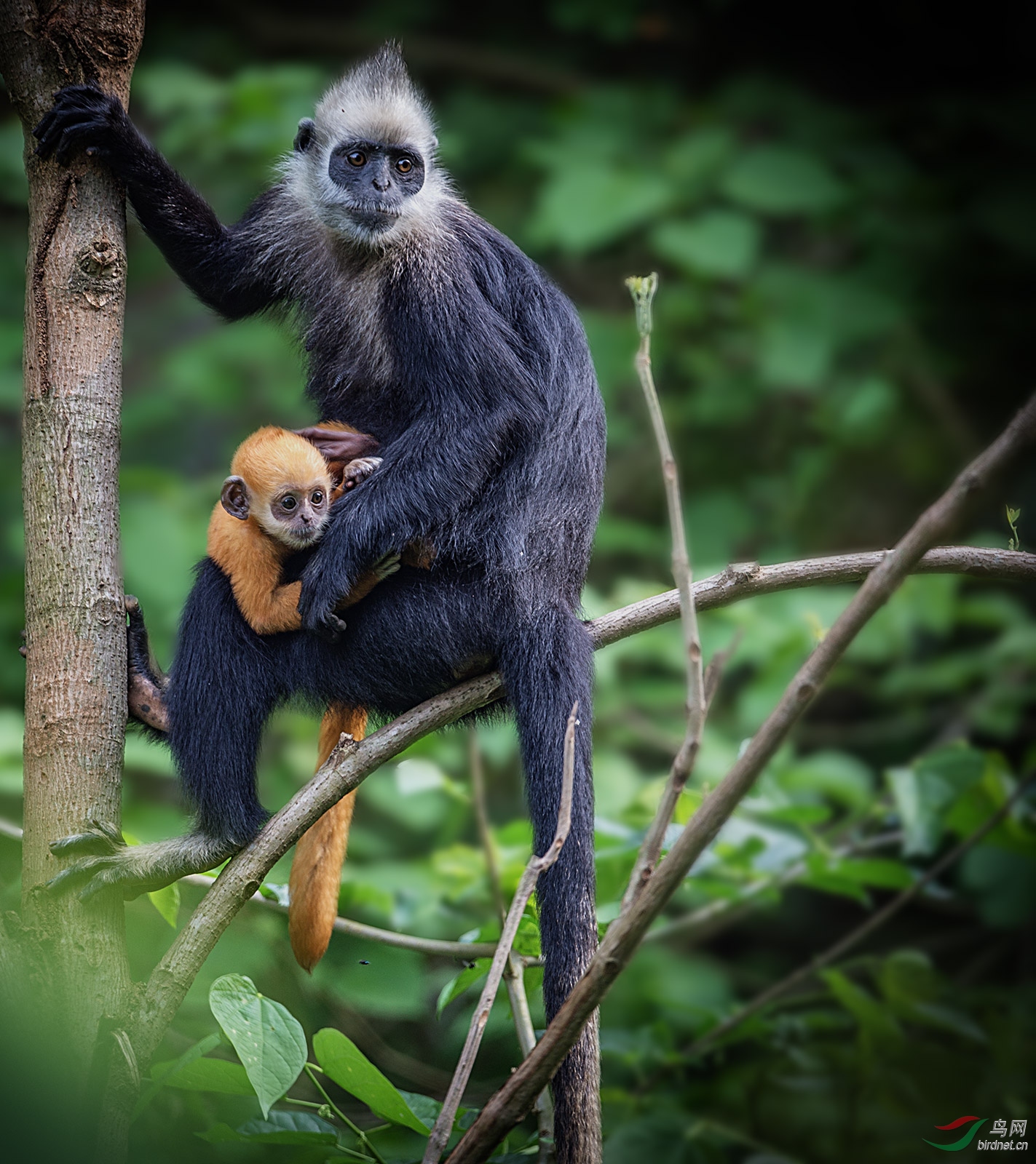 白头叶猴在春天(荣获首页精华)
