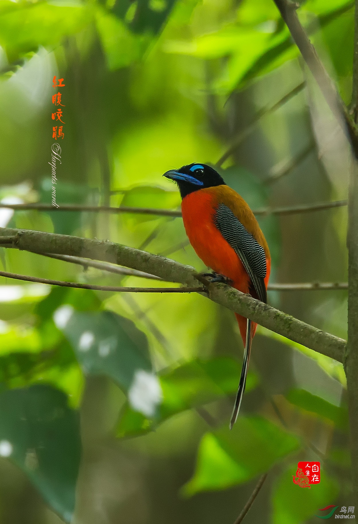 红腹咬鹃 - 四川版 sichuan 鸟网