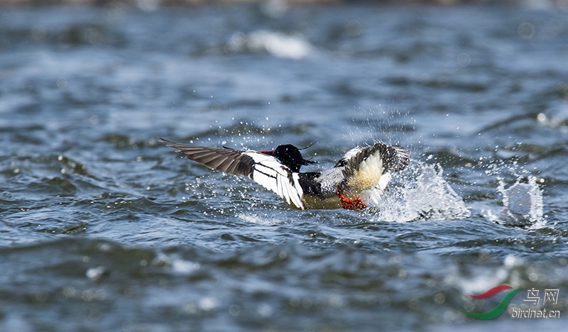 Ϸˣ���л���ɳѼ