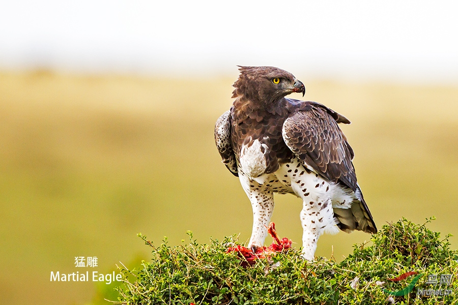 猛雕非洲猛雕摄于肯尼亚祝贺获首页精华