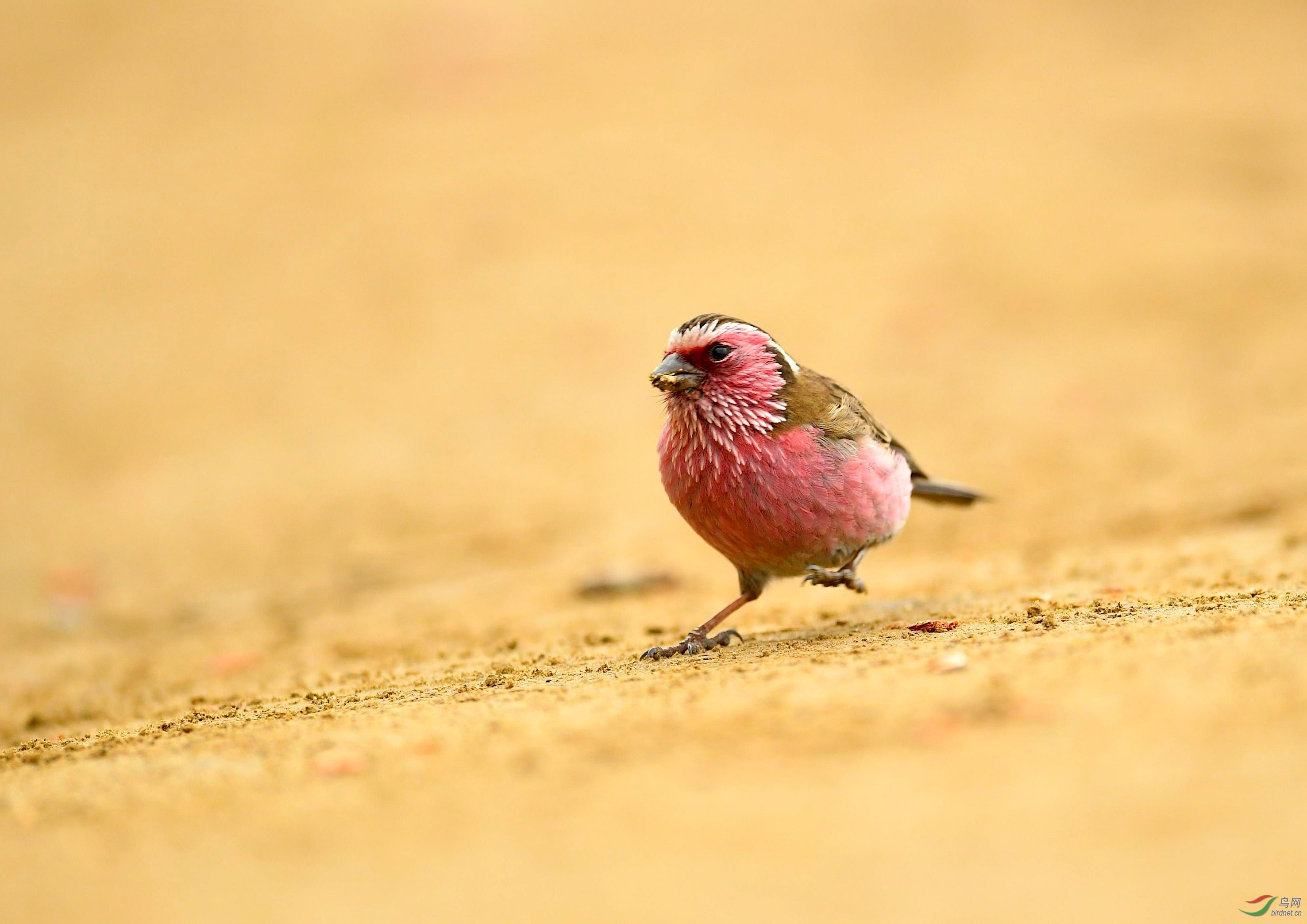 DSC_2938_����1.jpg