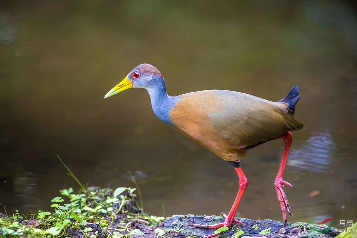 灰颈林秧鸡灰颈林秧鸡