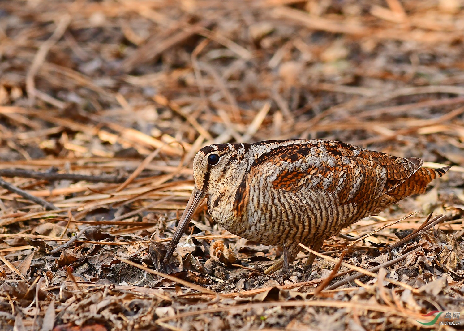 DSC_7827--.jpg