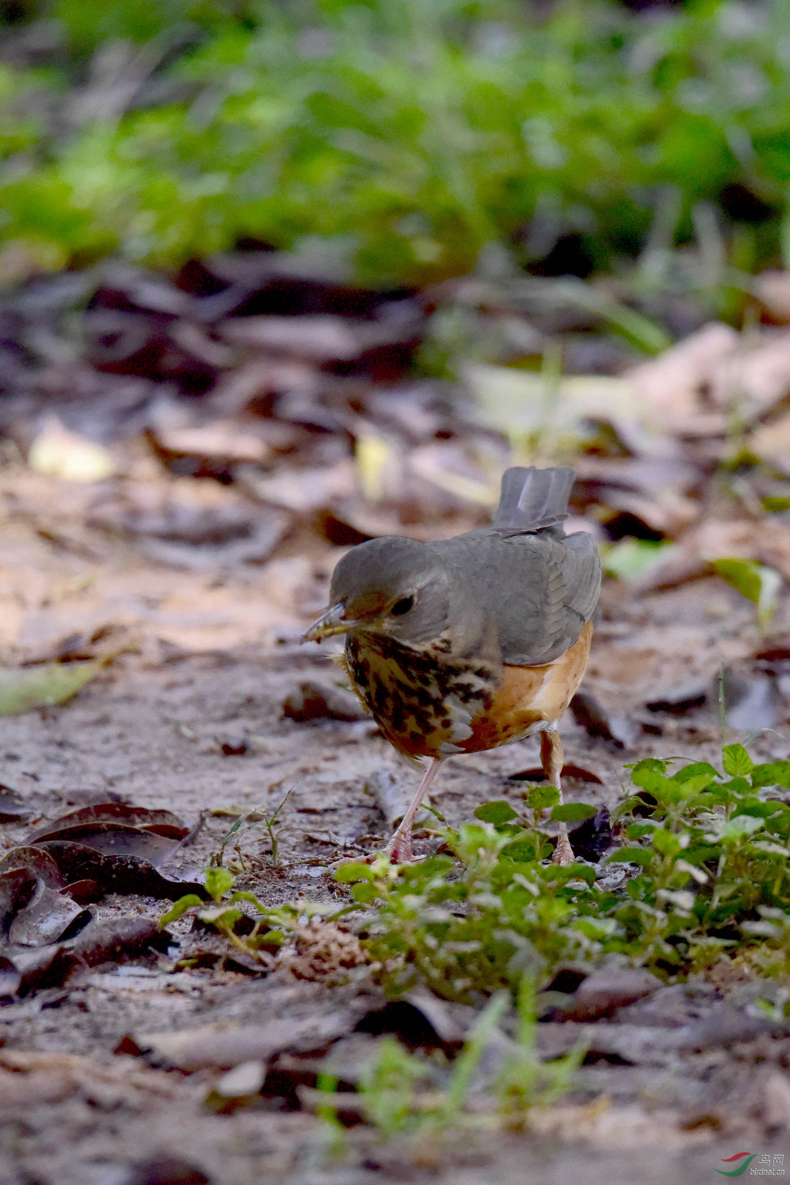 【菜鸟拍鸟不识乌】请问老鸟们:这只什么鸟?