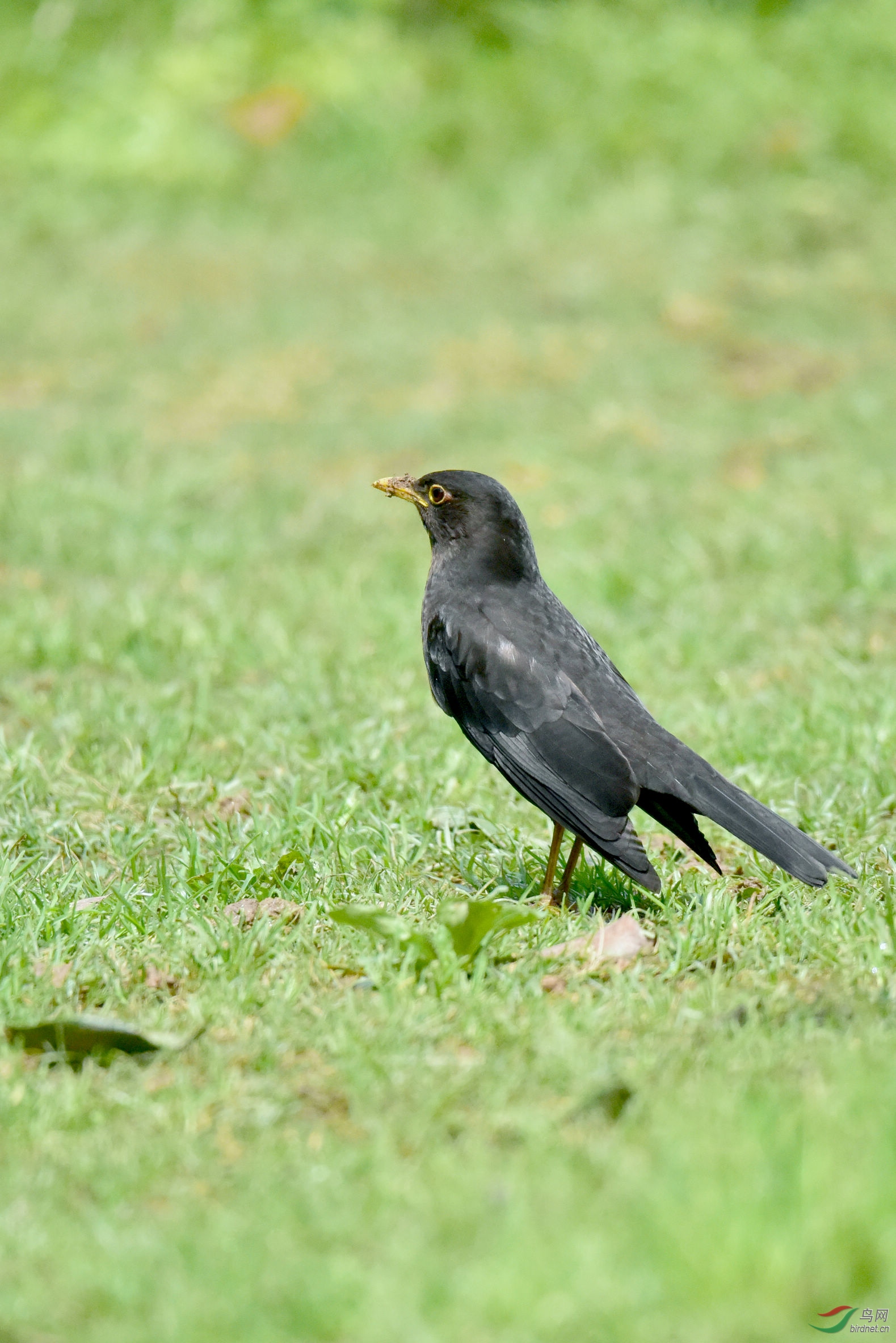 菜鸟拍鸟不识乌请问老鸟们这只什么鸟