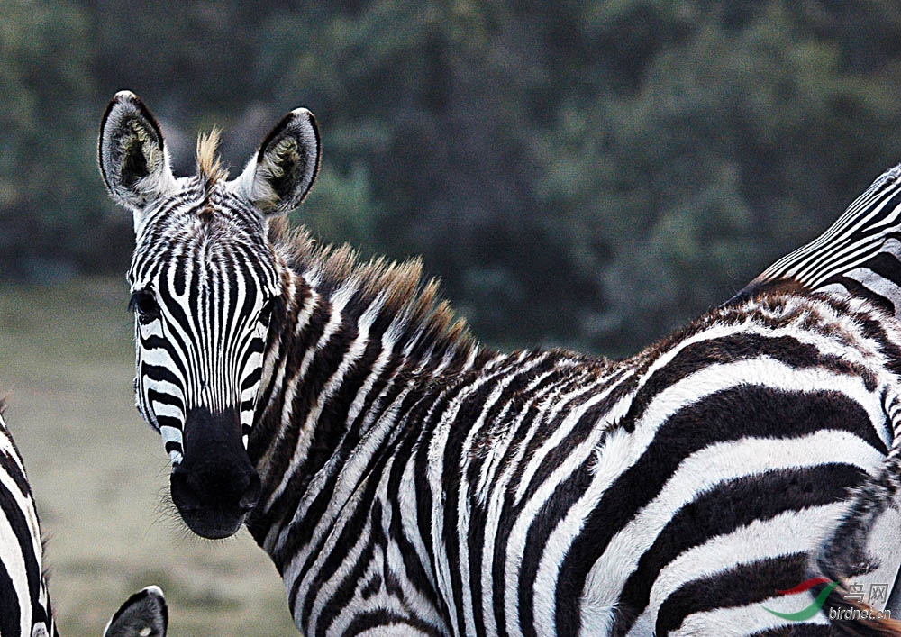 野性非洲野生動物篇非洲平原斑馬一獲首頁精華圖片