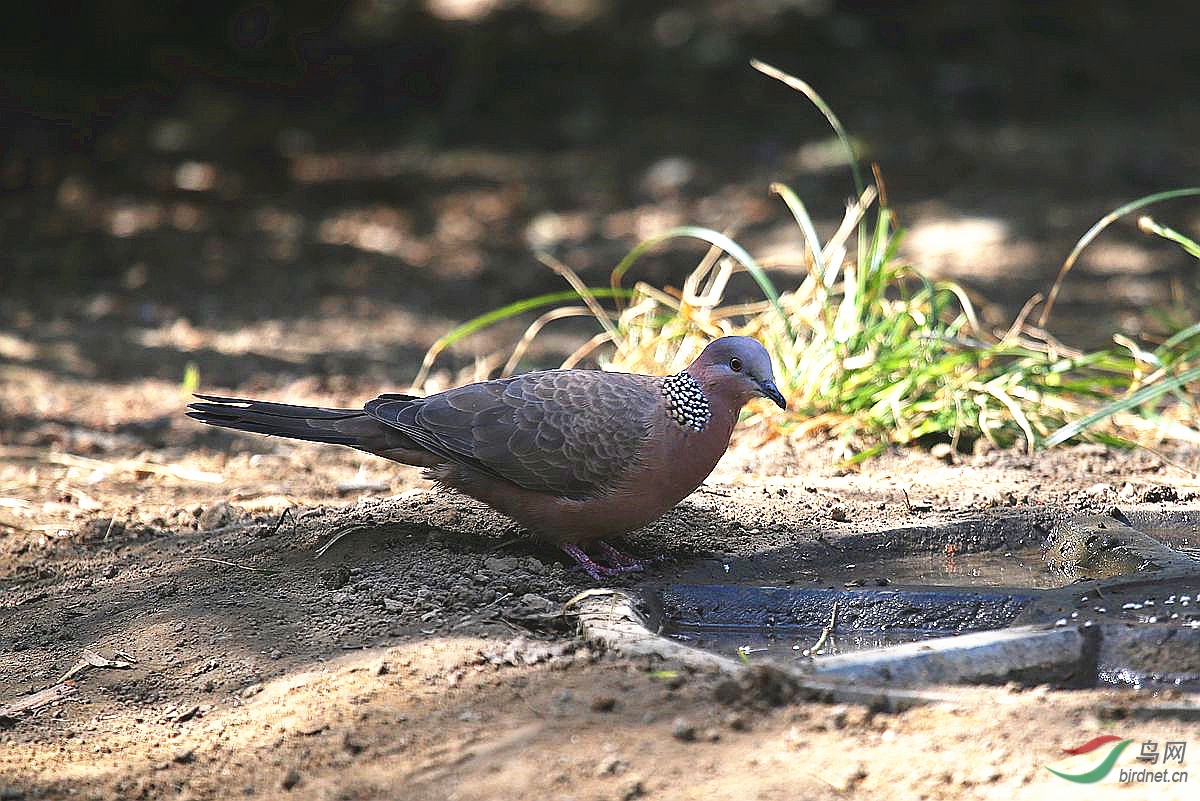 珠頸斑鳩