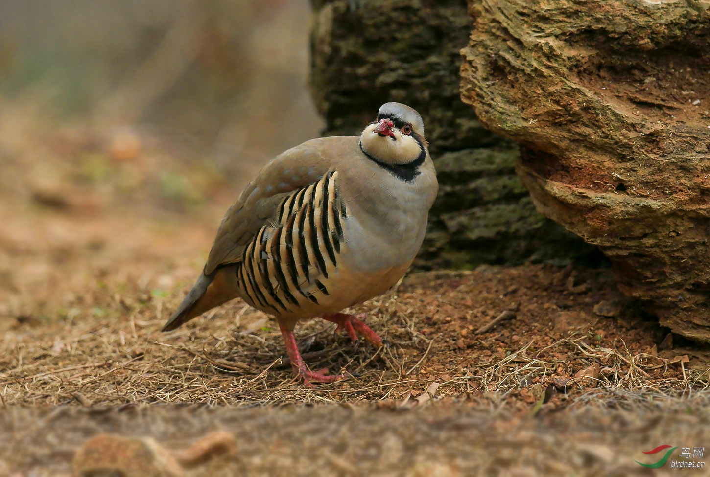 头大脖子粗不是领导就是伙夫