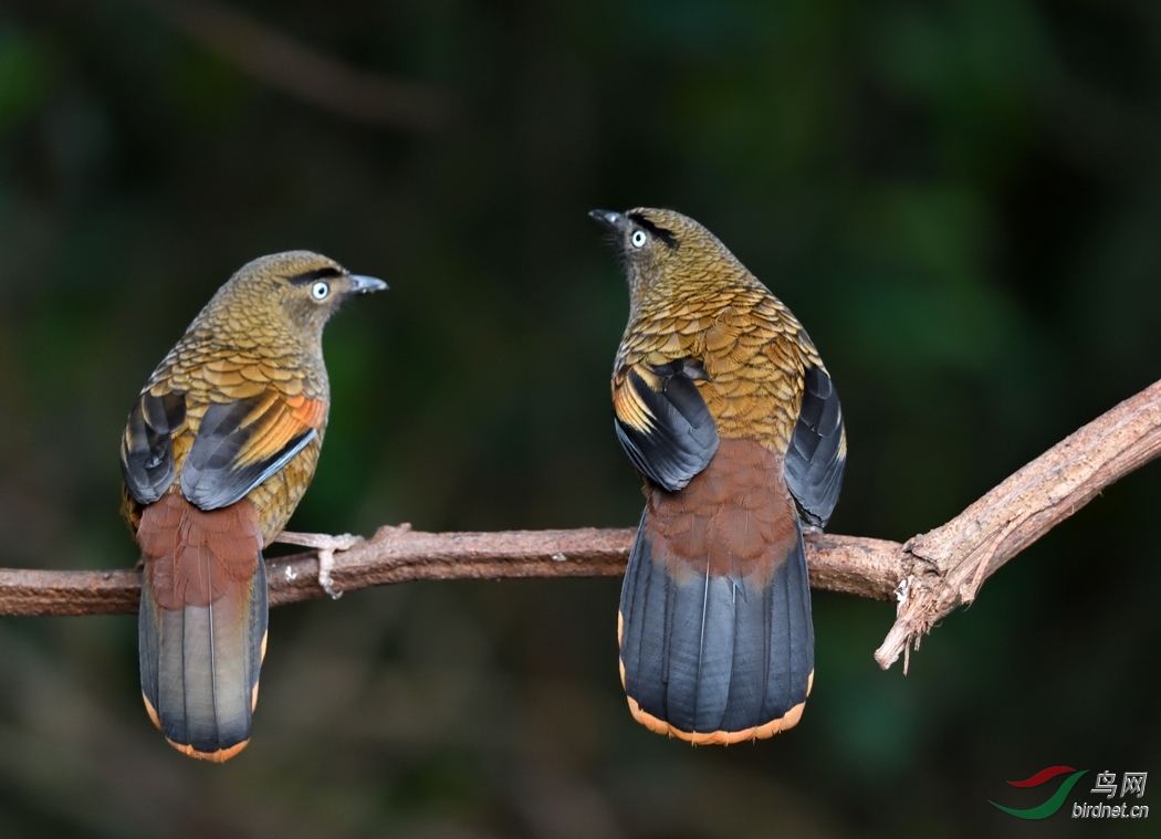 林鸟两两相望蓝翅噪鹛