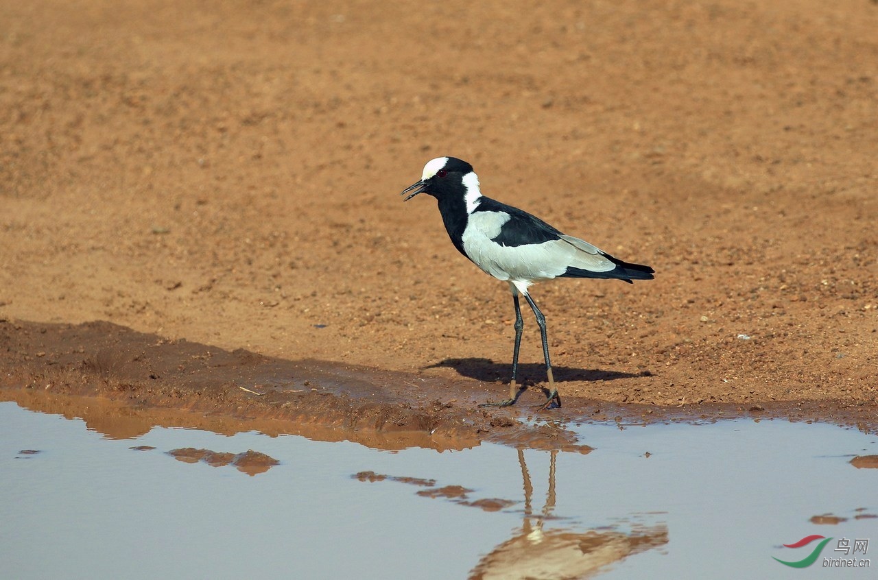 记录几种非洲的鸟